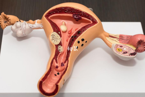 试管内膜ABC分别代表内膜的不同形态